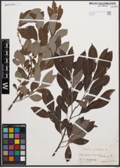 Foto von Salix cinerea L.